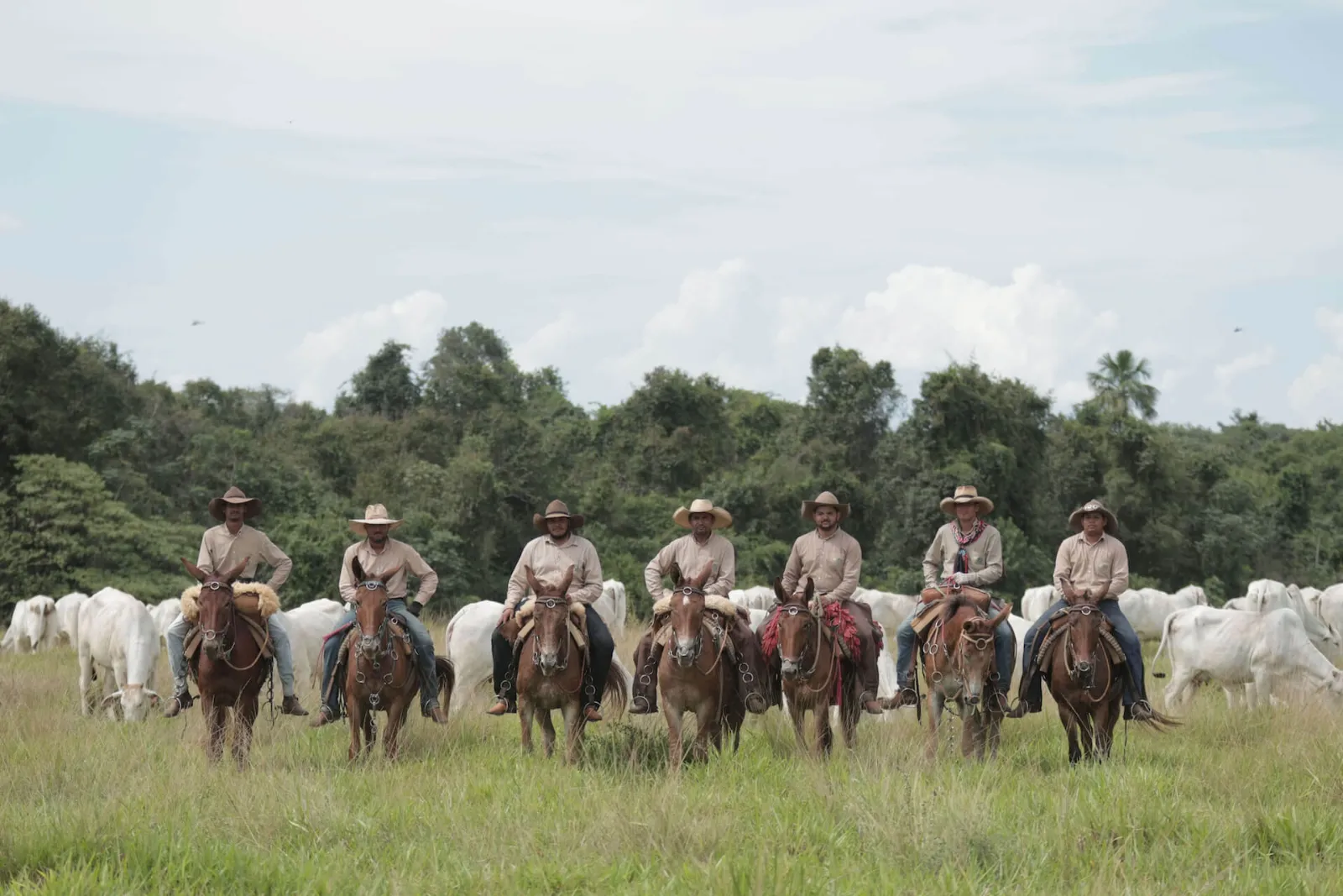 JBJ Ranch cowboys riding with Nelore cattle