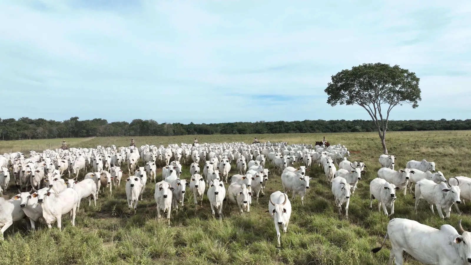 Nelore herd at JBJ