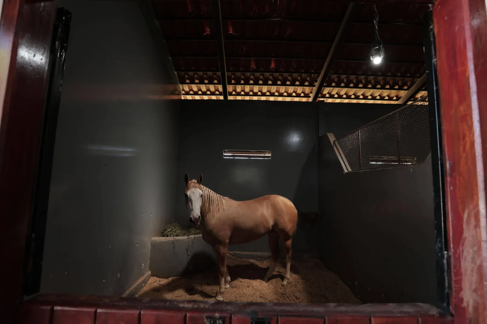 Quarter Horse in the JBJ Ranch stables