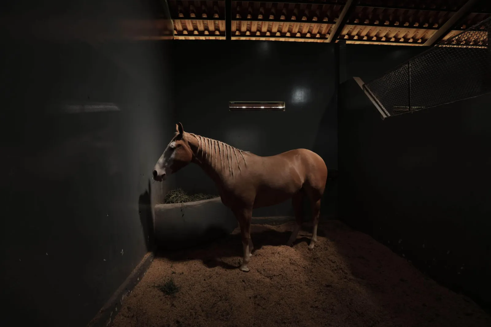 Quarter Horse in a JBJ Ranch stall